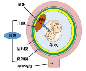 連載ばぁばみちこコラム 第三十八回 赤ちゃんに問題となる妊娠合併症 羊水の異常 ここすまネット