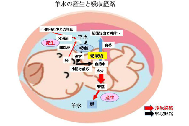 連載ばぁばみちこコラム 第三十八回 赤ちゃんに問題となる妊娠合併症 羊水の異常 ここすまネット