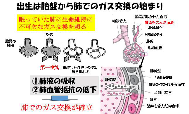 新生児 呼吸 障害